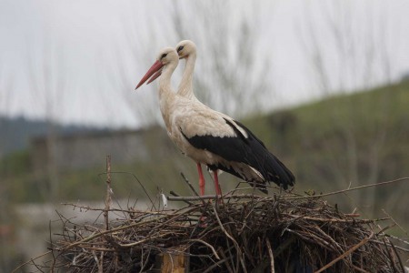 Cegonha Branca (Ciconia ciconia) por António Varejão